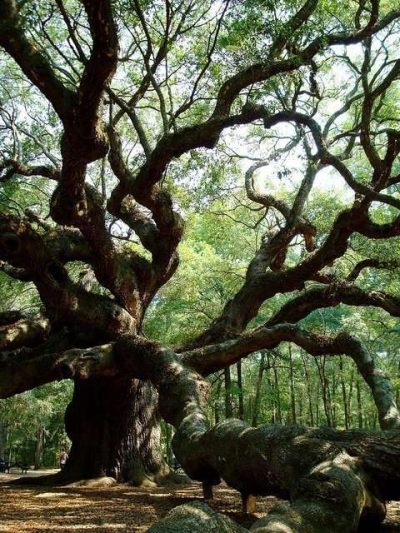 El árbol de los deseos, fábula hindú